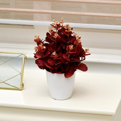 Potted red eucalyptus plant