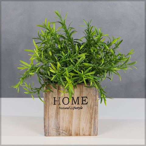 Rosemary herb plant