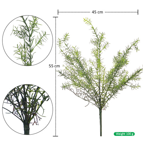 Asparagus leaves