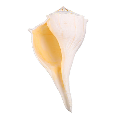 Natural shells for crafts