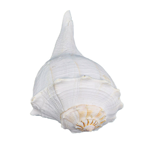 Natural medium seashells