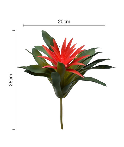 Indoor bromeliad plant