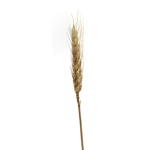 Dried Natural Wheat White and Brown(non-arrangement)