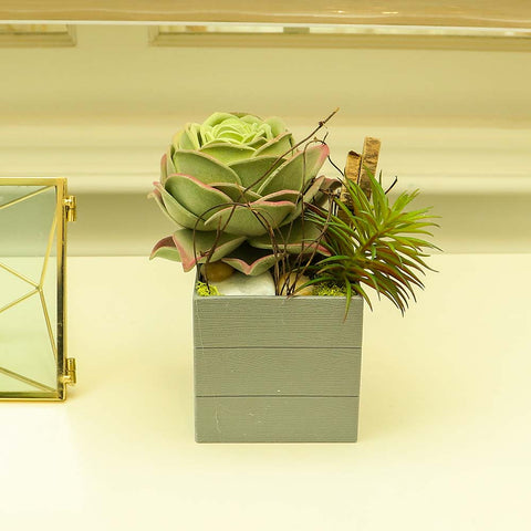 Decorative Succulent Plant