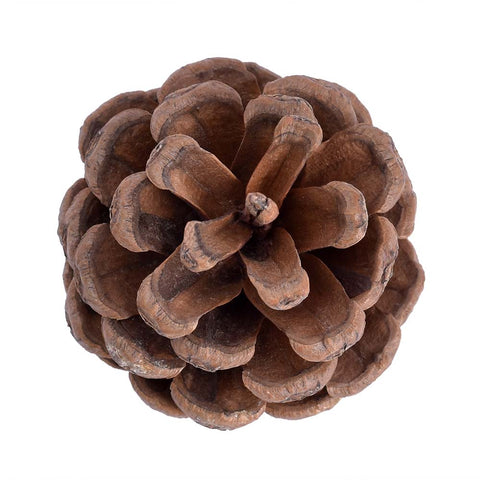 real pine cones for DIY