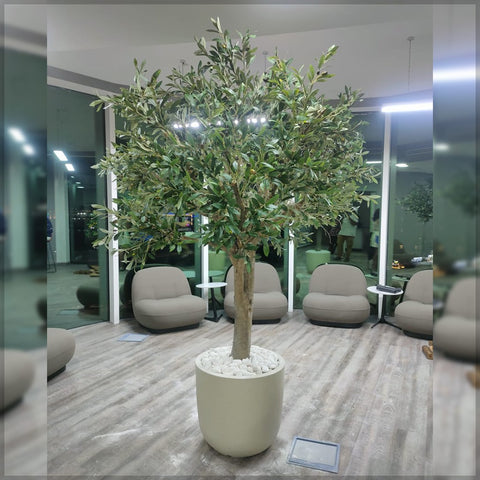 olive plant making