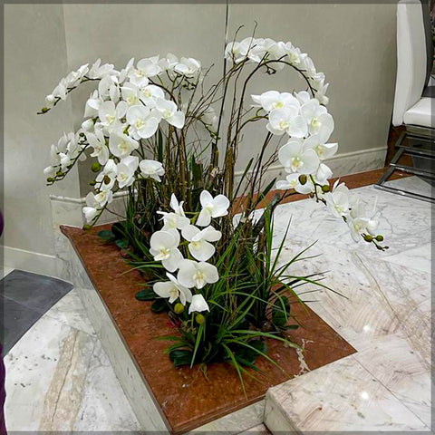 Orchid flower display