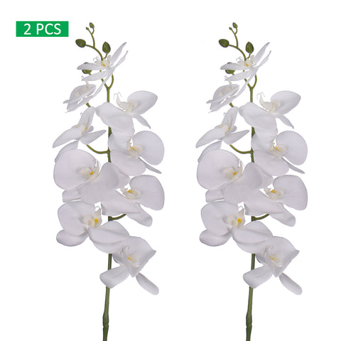 orchid stems