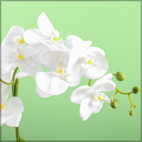 orchid blooms