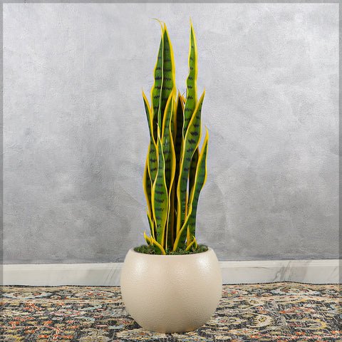 Simple Round Plastic Planter