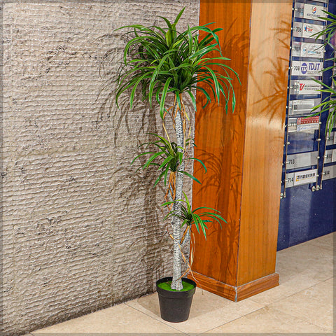 Potted Dracaena Draco Plant
