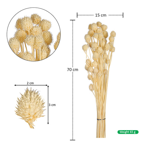 Preserved Dried Bunch of Globe Amaranth
