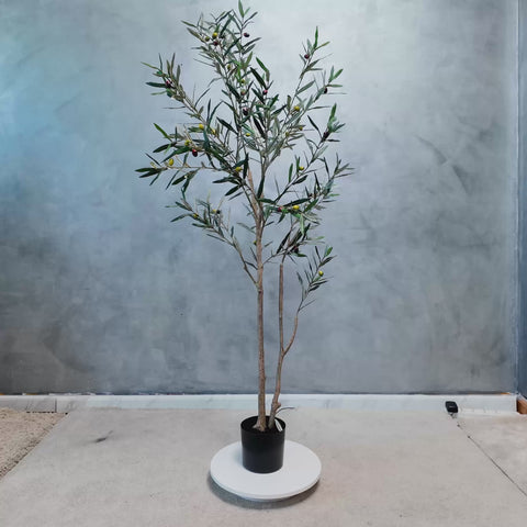Decorative Olive Plant