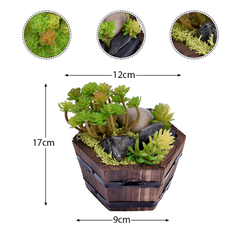 Sedum Succulent Plant in Pot