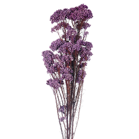 Preserved Rice Flower Bunch(without vase)