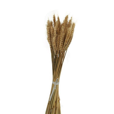 Dried Natural Wheat White and Brown(non-arrangement)