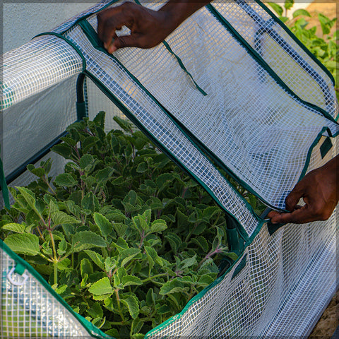 buy garden greenhouse
