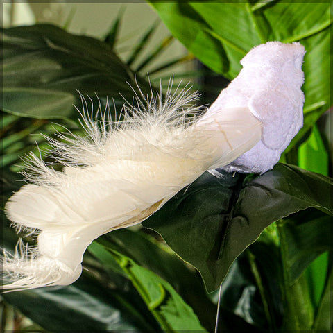 Feathered white birds