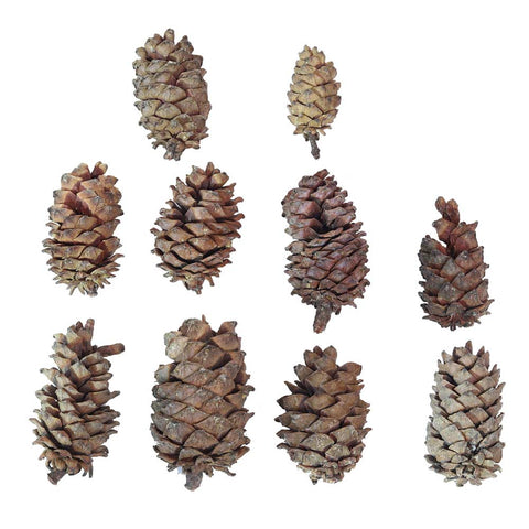 Christmas pine cones