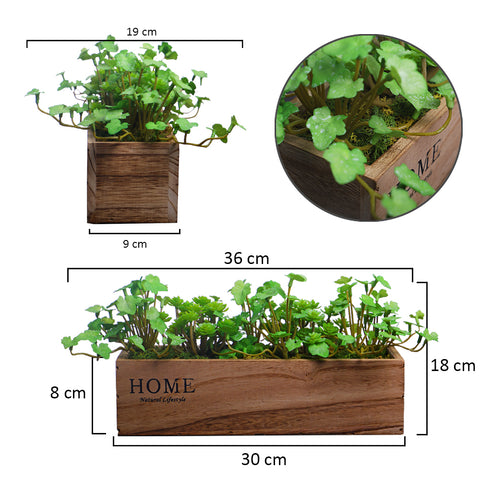 Succulent in Wooden Pot