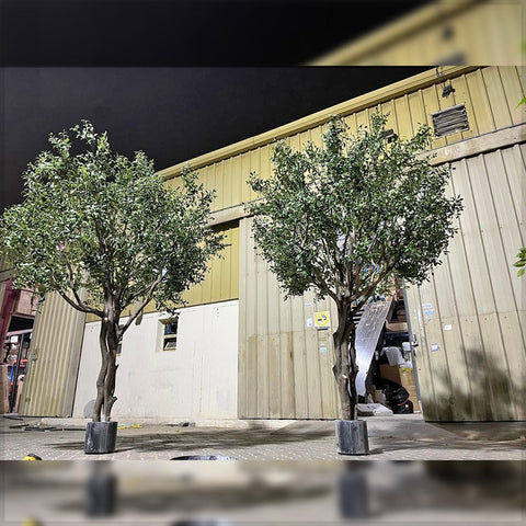 Elegant Greenery: The Olive  Trees