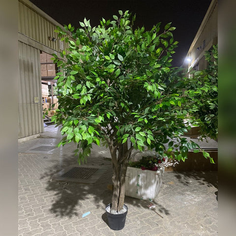 Nighttime Serenity: A Lush Green Tree in an Industrial Setting