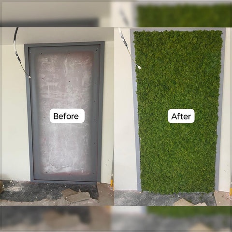 Transformation of a Wall From Bare to Green Oasis