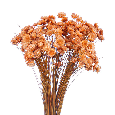 Dry Flowers