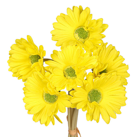 Daisy & Protea