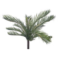 Decorative cycas leaves