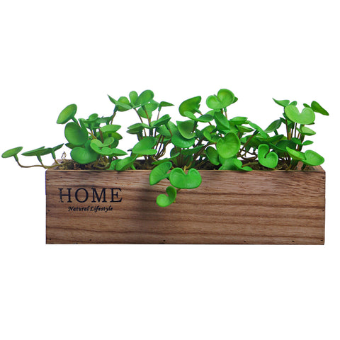 Succulent in Wooden Pot