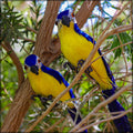 Garden parrot