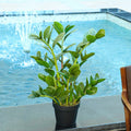 Realistic indoor artificial Zamioculcas plant for home