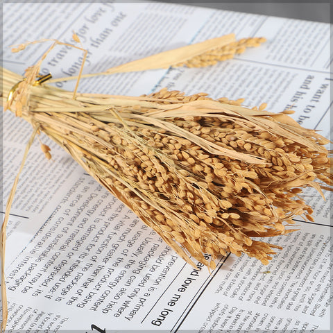 Natural Dried Wheat Stalks