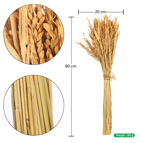 Natural Dried Wheat Stalks