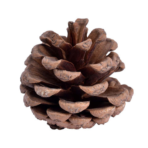 brown decorative pine cones