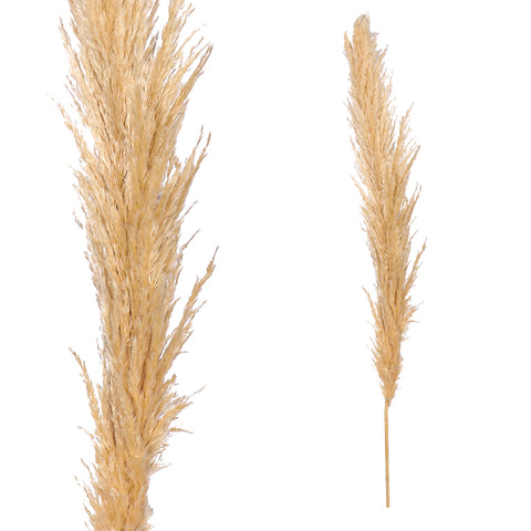 Dried Flowers Arrangements Pampas Grass