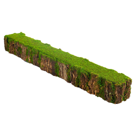 Mossy tree stump