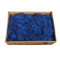 Natural preserved fresh blue moss