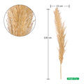 Real Dried Pampas Grass
