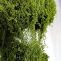 Decorative Green Moss