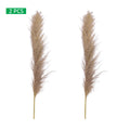 Tall Pampas Grass Stems