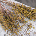 Dried Millet for Vases