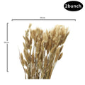 Natural Rabbit Tail Dried Flowers