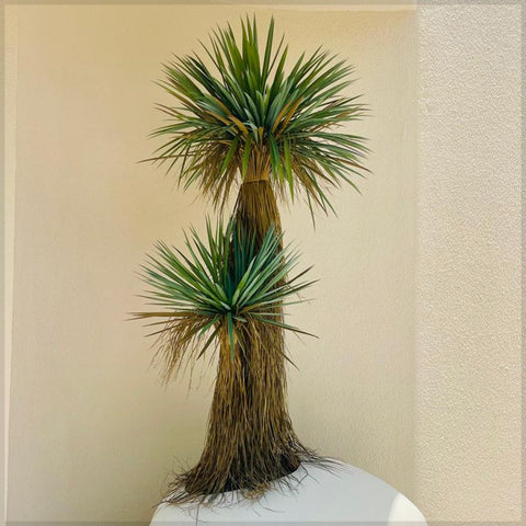 Indoor yucca plant