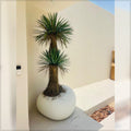Artificial yucca plant