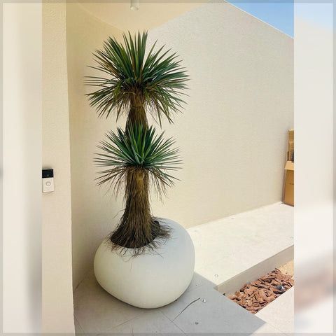 Artificial yucca plant