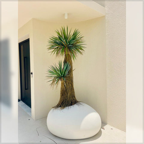 Large fiddle leaf fig