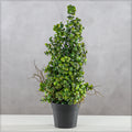 faux eucalyptus bonsai plant