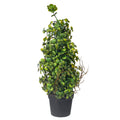 faux bonsai